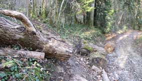 Logs in path