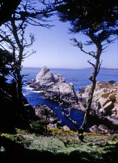 Point Lobos