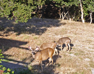 deer at Mother's home Carmel Knolls 2005