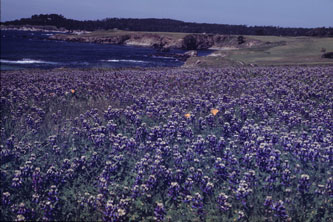 flowers at Pebble Beach 1945