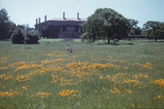 In the poppy fields at Stanford