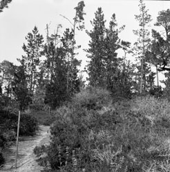 Pebble Beach lot for our new house 1955