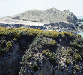 Point Lobos, April 1973