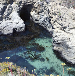 Point Lobos, April 1973