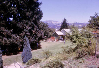 Geyserville, big tree, cafeteria