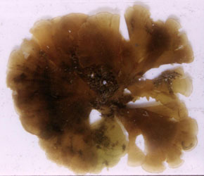 Zonaria subtidal