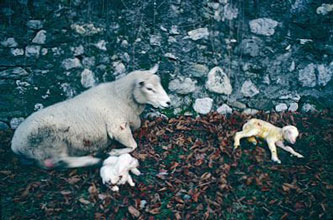Sheep and lambs, La Pallud