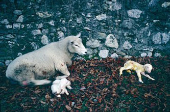 lambs born shortly after our arrival