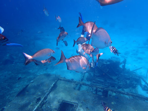 fish
