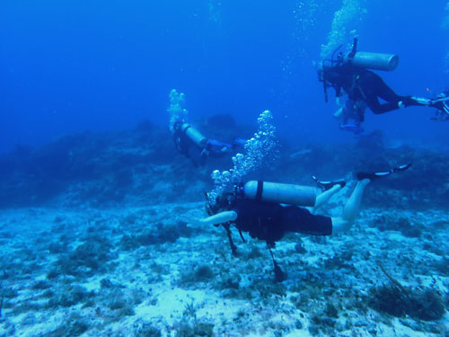swimming along the bottom