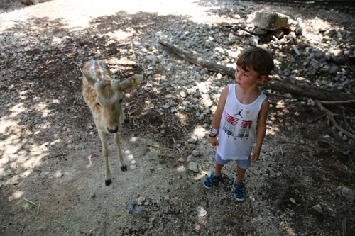 animals