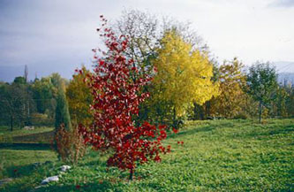 front garden