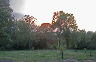 sunset behind the garden