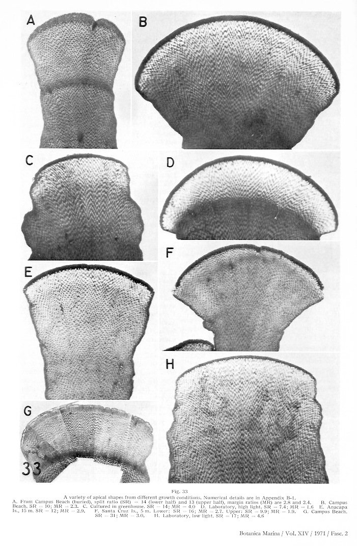 Dahl1971_19