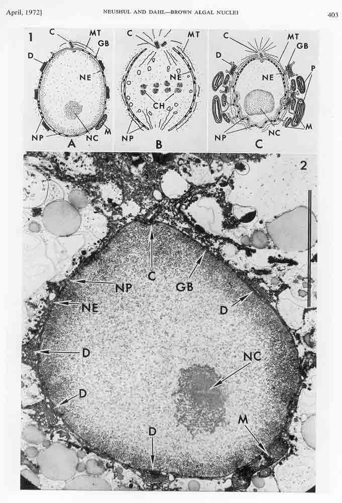 Dahl1972d_3