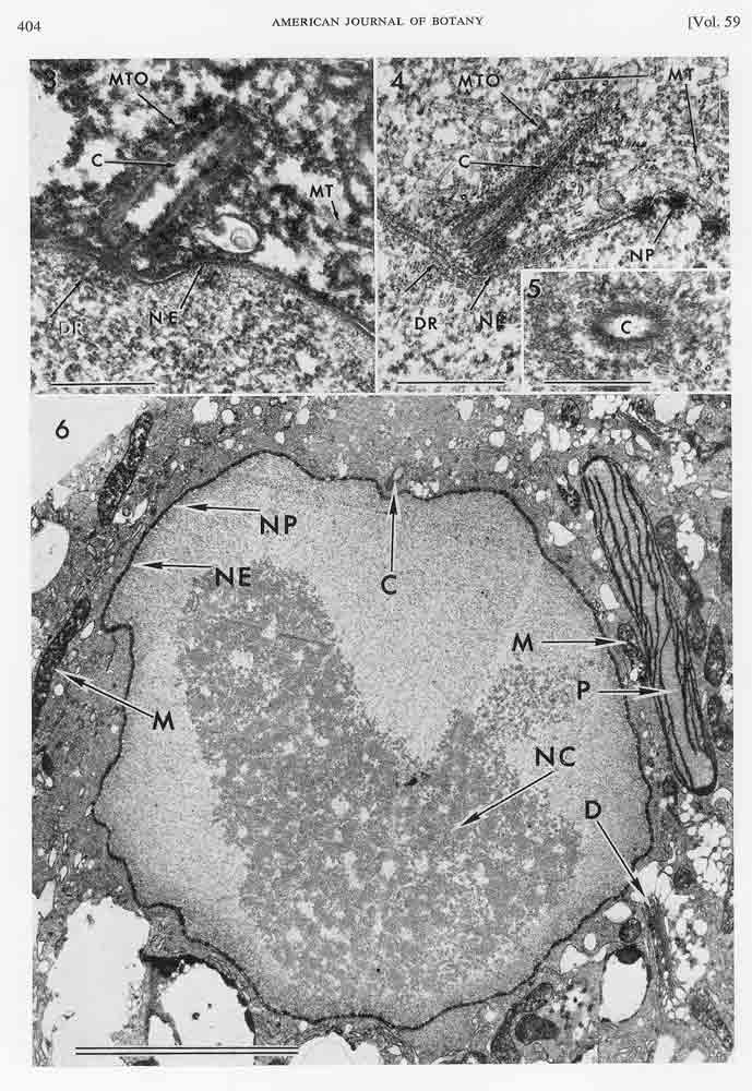 Dahl1972d_4