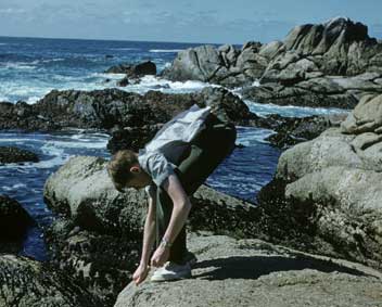 in tidepool