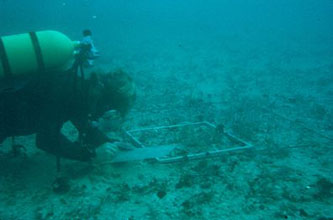 Seppo Kolehmainen on reef