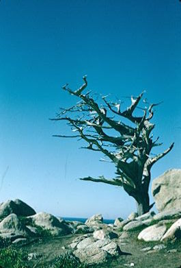 Pescadero Pt., Pebble Beach 1957