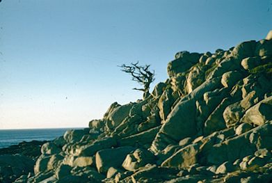 Pescadero Pt., Pebble Beach 1957