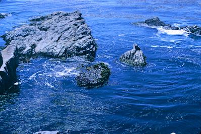 Point Lobos