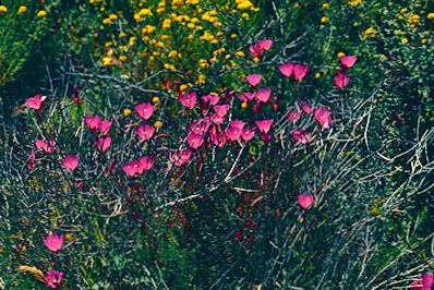 Point Lobos