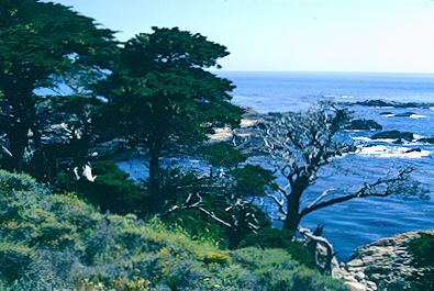 Point Lobos