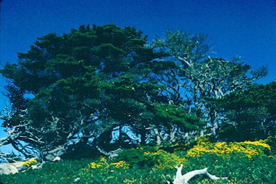 Point Lobos