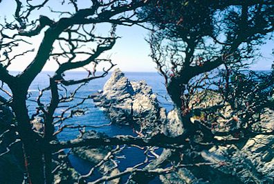 Point Lobos