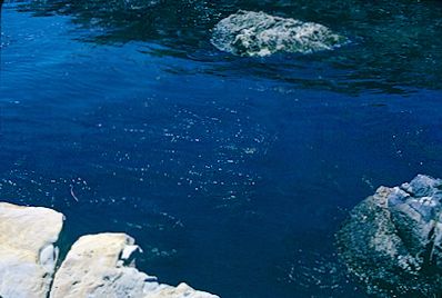 Point Lobos