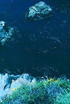 Point Lobos