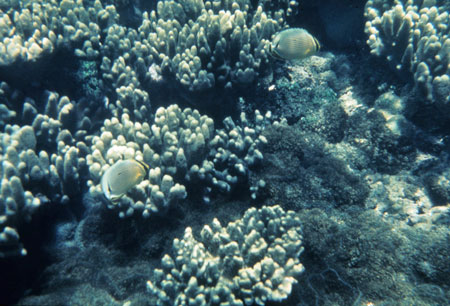 Soft corals, Palau