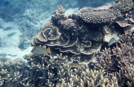 Corals, Great Barrier Reef