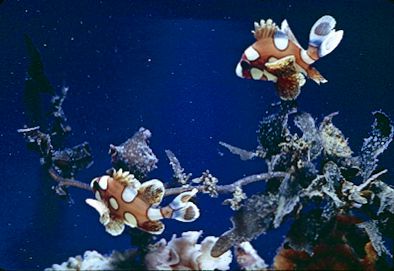 clown fish