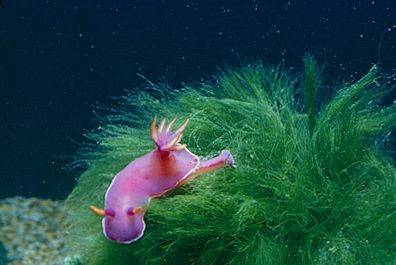 nudibranch