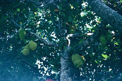 breadfruit