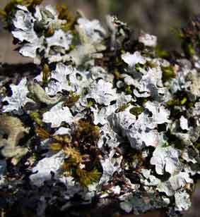 lichen