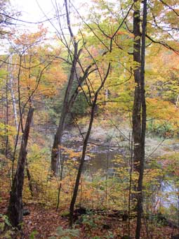 Fall colours Gatineau Park