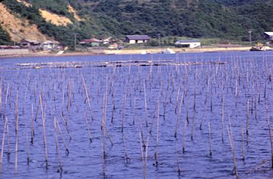 Toba City Pearl Island