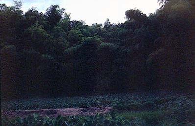 Gardens in Kyoto