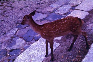 deer at Nara