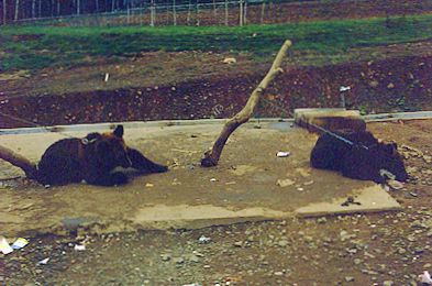 chained bear cubs