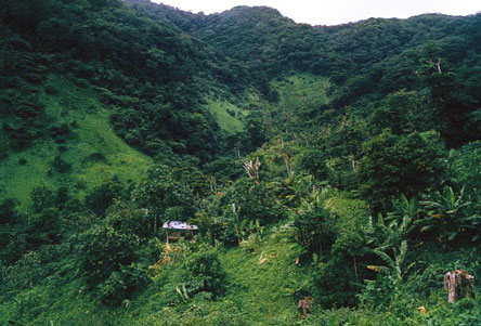 Tutuila agriculture