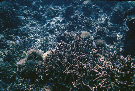 Palolo Deep