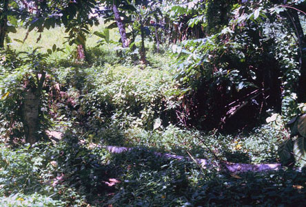 Tutuila Olovalu Crater wall