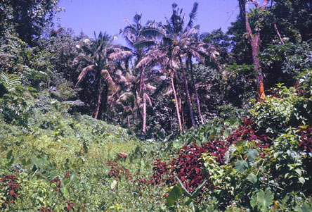 Tutuila Olovalu Crater wall