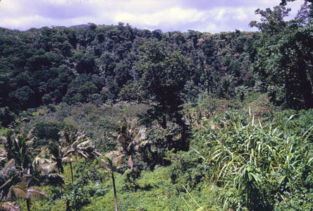 Tutuila Olovalu Crater