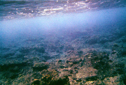 nearshore reef