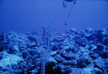 Manu'a Islands coral reefs