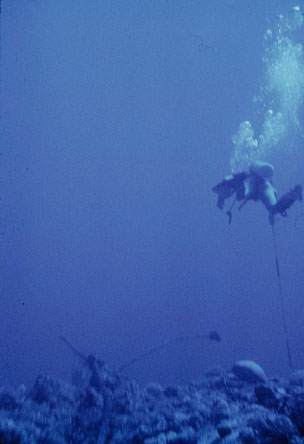 Manu'a Islands coral reefs